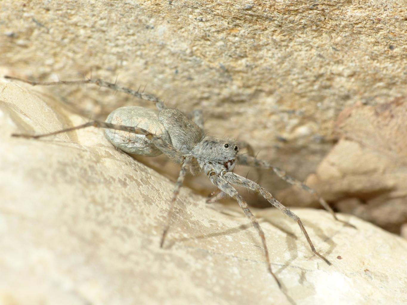 Pardosa wagleri - Tolfa (RM)
